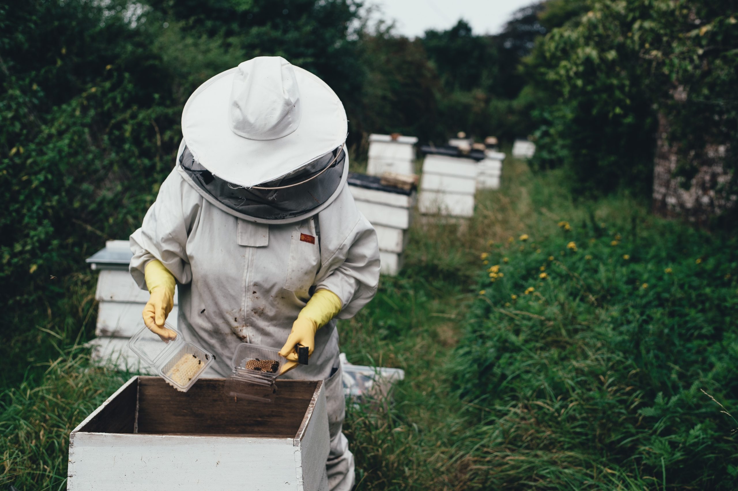 POUR QUE VIVENT LES ABEILLES 